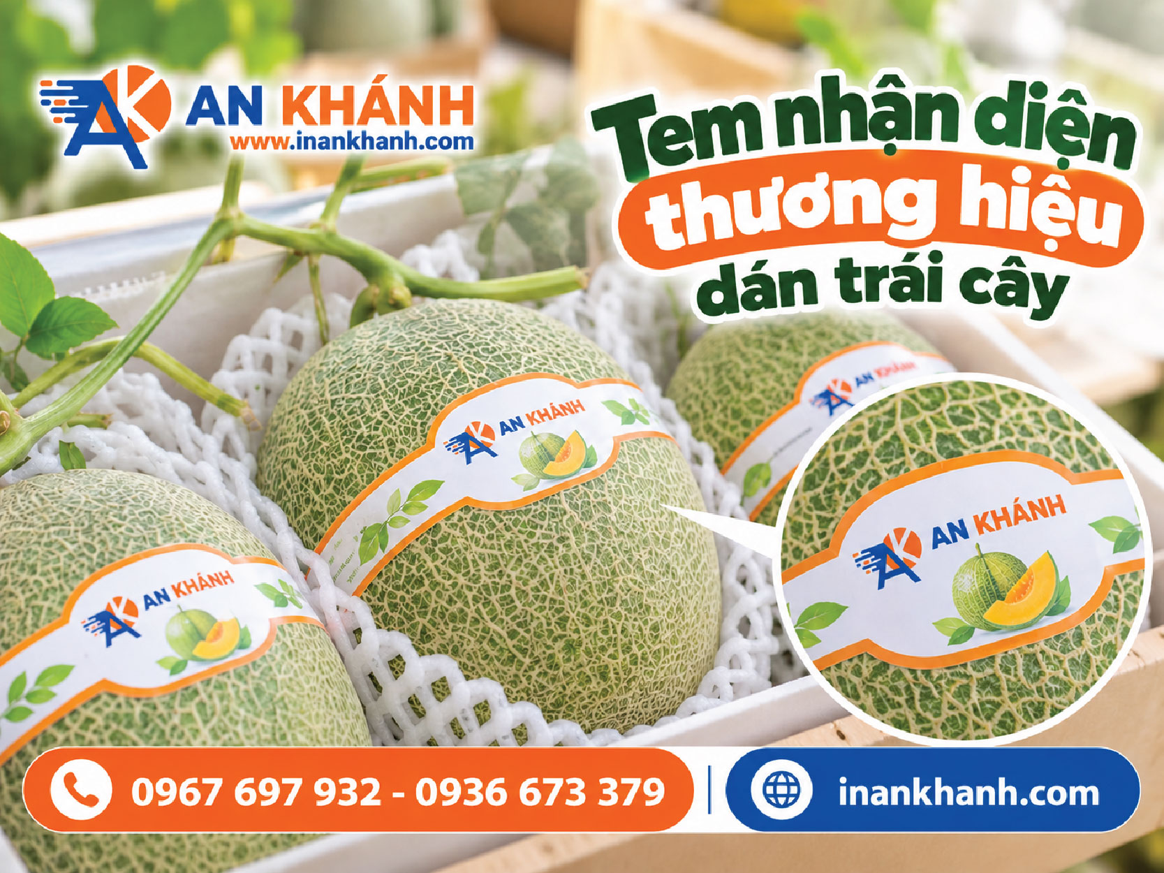 Tem dán nhận diện thương hiệu trên quả dưa lưới