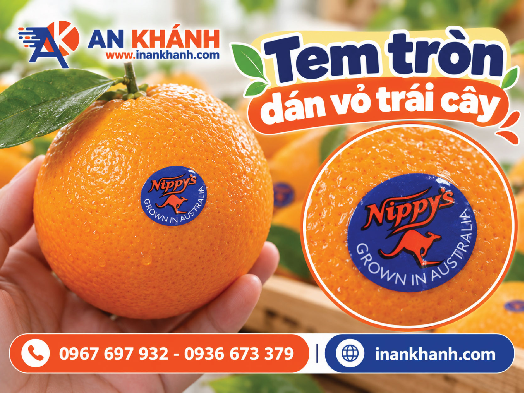 Tem dán trái cây hình tròn dán trực tiếp lên trái cam